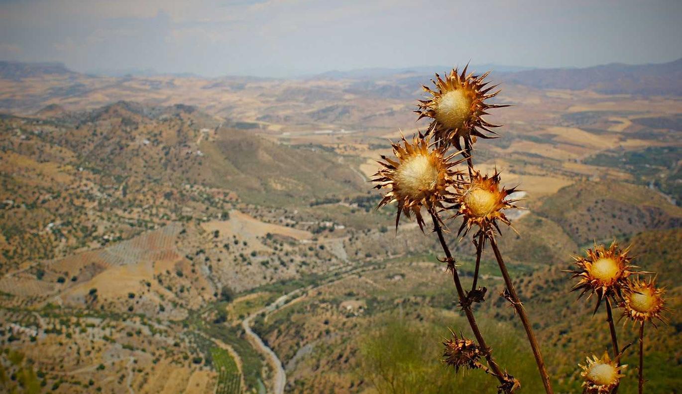 韩免铁塔猫济州岛（限定）：期货开户哪个平台不用视频