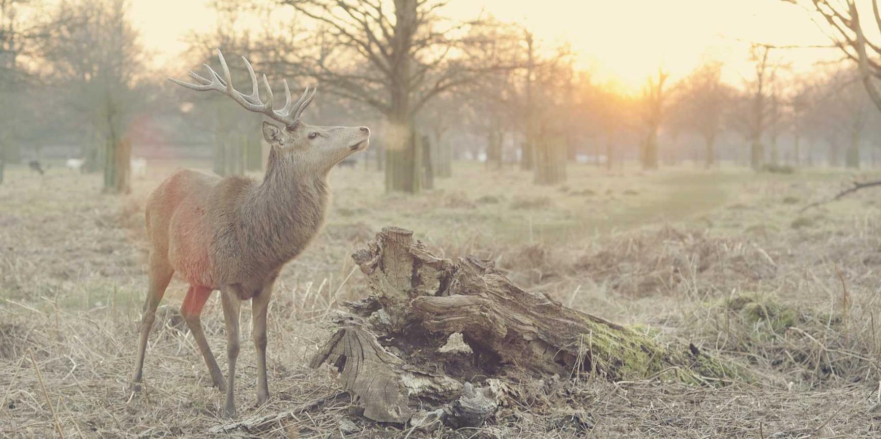 烟草与心血管疾病